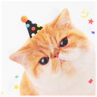 Набор салфеток "Котики фотографичные"